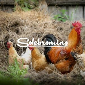 Gallinas criadas siguiendo técnicas de ganadería regenerativa