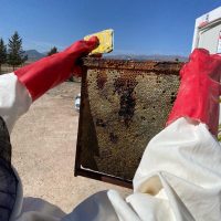 Trabajadores de una empresa de agricultura regenerativa miran un panal de avispas